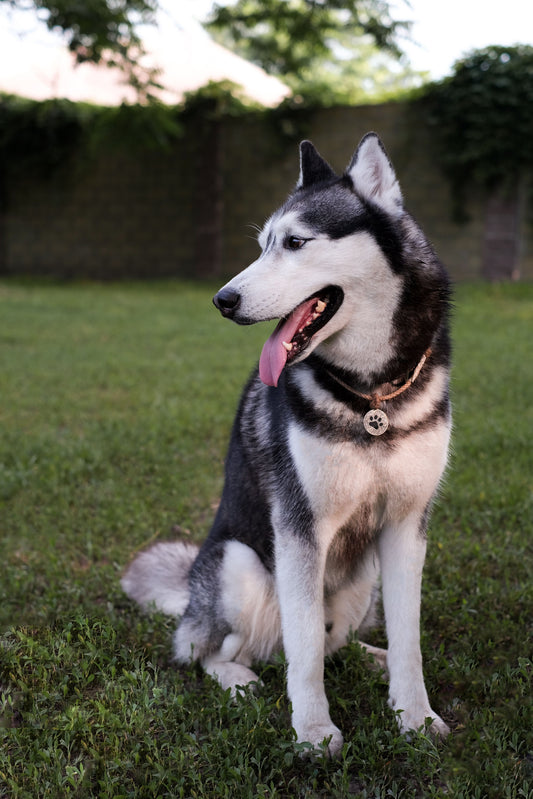 Personalized Engraved Pet ID Tag — PawPrint & Co.