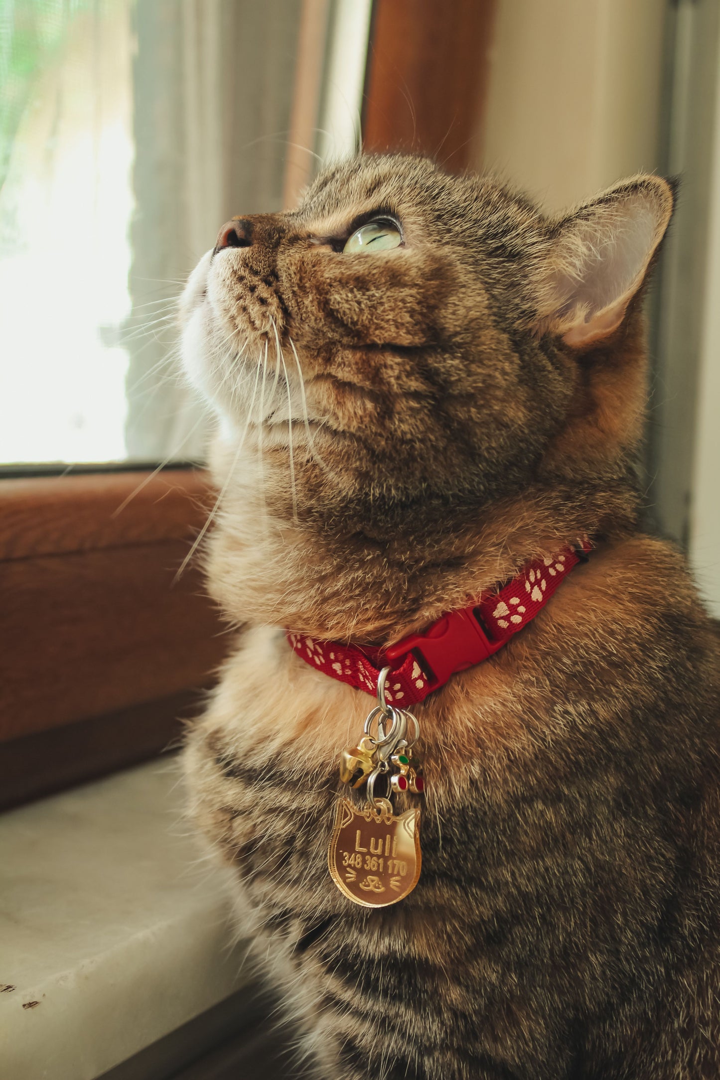 Personalized Engraved Pet ID Tag — PawPrint & Co.