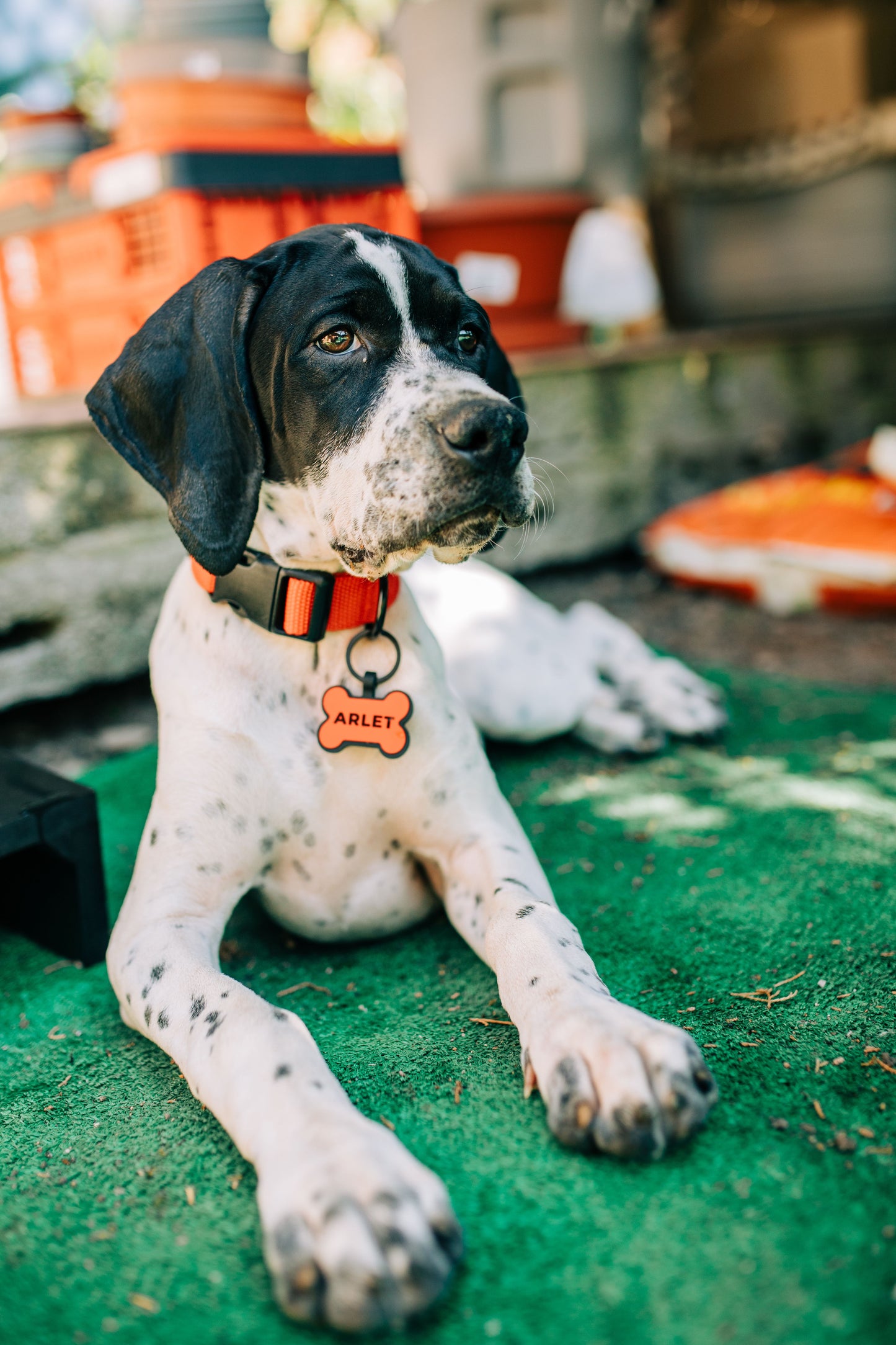 Personalized Engraved Pet ID Tag — PawPrint & Co.