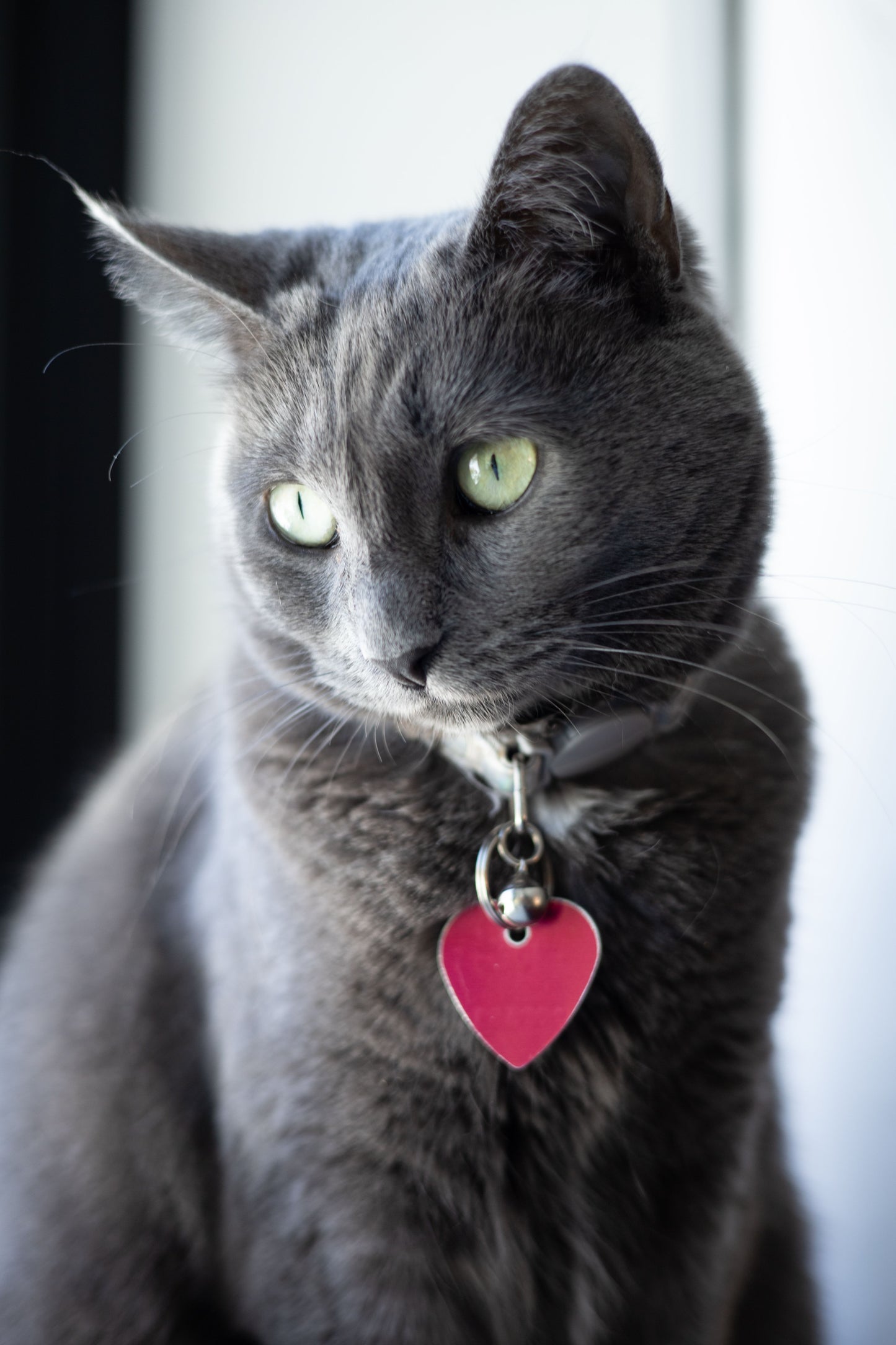 Personalized Engraved Pet ID Tag — PawPrint & Co.