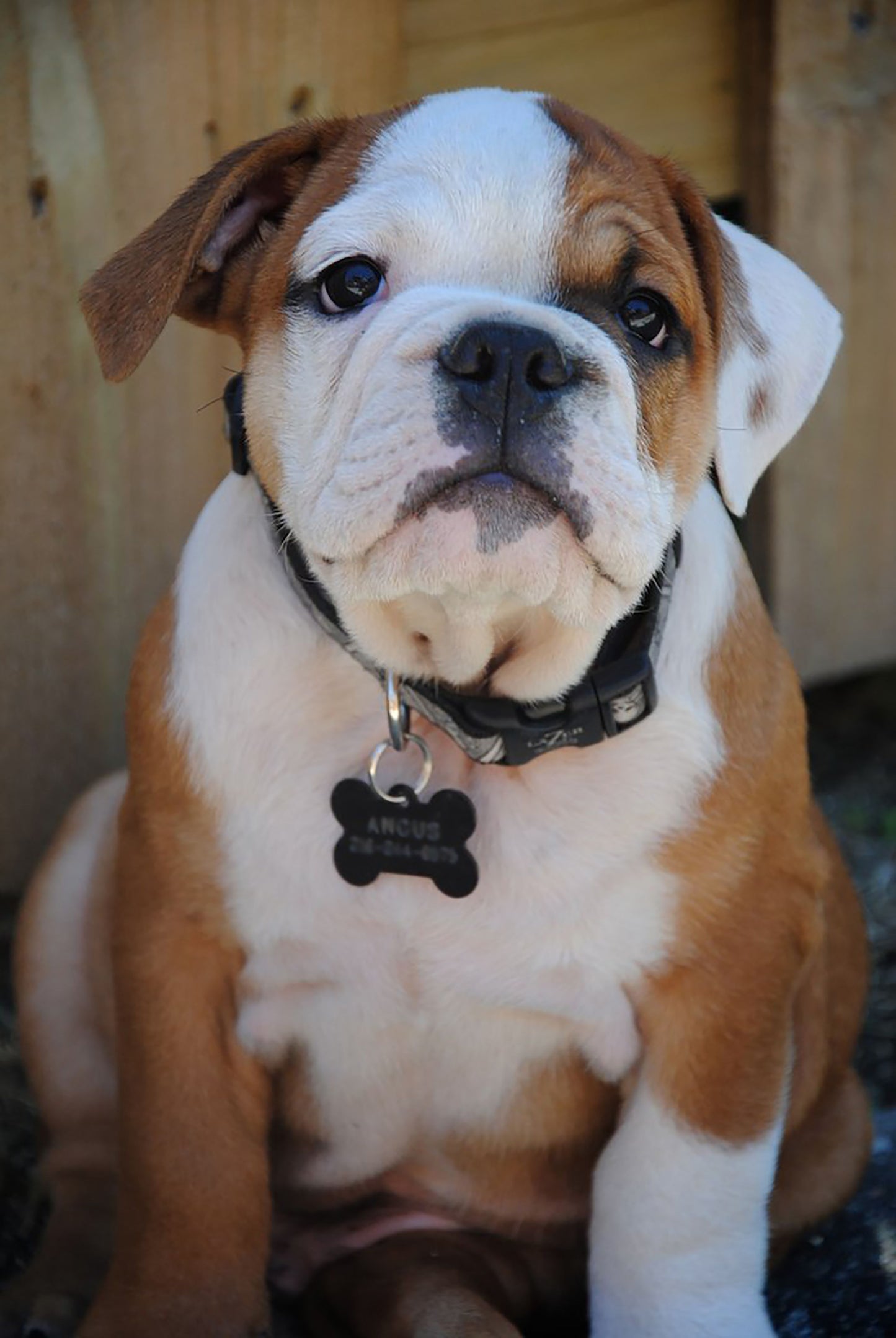 Personalized Engraved Pet ID Tag — PawPrint & Co.